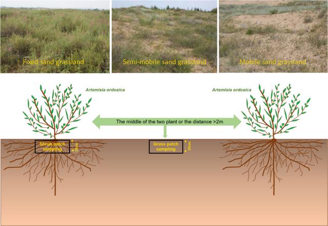 我區(qū)科研團(tuán)隊(duì)發(fā)現(xiàn)土壤微生物在沙地生態(tài)系統(tǒng)恢復(fù)發(fā)揮重要作用